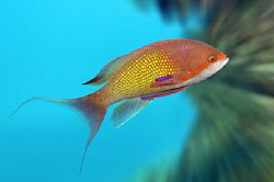 A male Anthias against some background blur to help make ... by Paul Colley 